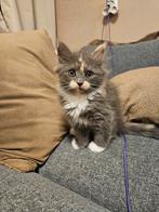 Nog maar 1 Siberisch poesje beschikbaar, Poes
