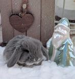 Franse hangoor nestje (Antwerpen), Mannelijk, Groot, Hangoor