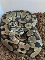 0.1 Female Pastel het Clown Ball Python Regius, Dieren en Toebehoren, Reptielen en Amfibieën, Slang