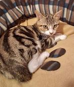 ️️ Twee lieve kittens Pipis & Mika zoeken een warm thuis, Dieren en Toebehoren, Katten en Kittens | Overige Katten, Meerdere dieren