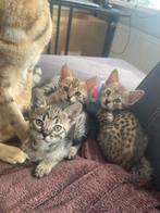 Savannah f4 en f5 kittens, Dieren en Toebehoren, Katten en Kittens | Raskatten | Korthaar, Meerdere dieren, 0 tot 2 jaar, Gechipt