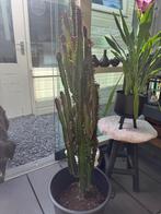 Cactus, Huis en Inrichting, Ophalen, 100 tot 150 cm, Halfschaduw, Cactus