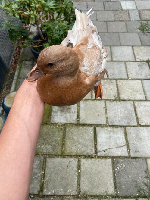 Kwaker eenden, Dieren en Toebehoren, Pluimvee, Eend, Meerdere dieren