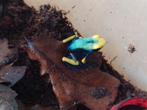 Dendrobates tinctorius tumucumaque, Dieren en Toebehoren, Reptielen en Amfibieën