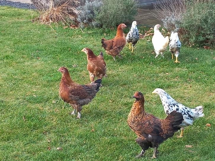 Mooie kippen!!!, Dieren en Toebehoren, Pluimvee, Kip, Vrouwelijk