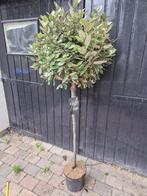 Olijfwilg op stam groenblijvend in diverse maten, Herfst, Halfschaduw, Ophalen of Verzenden, 100 tot 250 cm