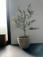Olijfboom incl. pot. Met pot ong. 150 cm hoog, Huis en Inrichting, Woonaccessoires | Kunstplanten en Kunstbloemen, Ophalen, Zo goed als nieuw