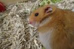 Goudhamsters!, Hamster, Juli, Meerdere dieren, Tam