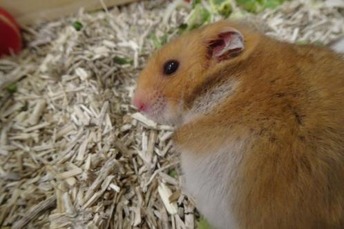 Goudhamsters!, Dieren en Toebehoren, Knaagdieren, Meerdere dieren, Hamster, Juli, Tam