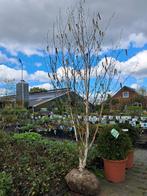 Meerstammige witte berk, betula utilis Doorenbos berk, Tuin en Terras, Halfschaduw, Zomer, Overige soorten, 250 tot 400 cm