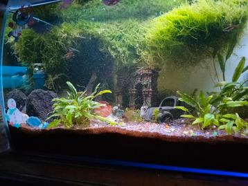 Java moss (Taxiphyllum barbieri)  beschikbaar voor biedingen
