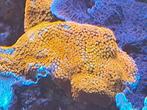 Montipora superman, Vis
