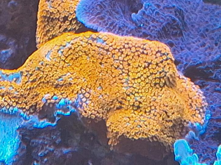 Montipora superman, Dieren en Toebehoren, Vissen | Aquariumvissen, Vis