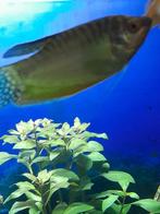Goud Gourami te koop | Aquarium vis te koop, Dieren en Toebehoren, Vis, Zoetwatervis