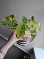 Alocasia Gageana Aurea Variegata, Ophalen of Verzenden, Overige soorten, Minder dan 100 cm