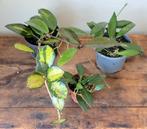 Drie verschillende Hoya's., Overige soorten, In pot, Minder dan 100 cm, Groene kamerplant