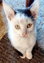 Kittens aangeboden:, Meerdere dieren