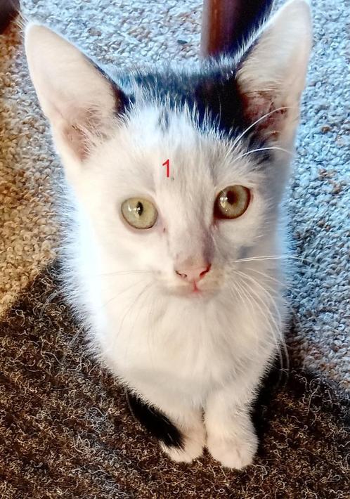 Kittens aangeboden:, Dieren en Toebehoren, Katten en Kittens | Raskatten | Korthaar, Meerdere dieren