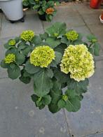 planten, Ophalen, Zomer, Overige soorten, Halfschaduw