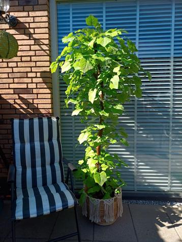 Prachtige kunst  druivenboom H 200 cm beschikbaar voor biedingen