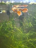 24k guppen man, Dieren en Toebehoren, Vissen | Aquariumvissen, Vis