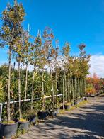 Groenblijvende boom - Nu €150! Laurier hulst photinia olijfw, Tuin en Terras, Planten | Bomen, Halfschaduw, Ophalen of Verzenden