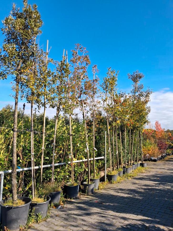 Groenblijvende boom - Nu €150! Laurier hulst photinia olijfw, Tuin en Terras, Planten | Bomen, Bolboom, 250 tot 400 cm, Halfschaduw