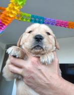 2 Lieve Golden Retriever Reutjes, Dieren en Toebehoren, Honden | Retrievers, Spaniëls en Waterhonden, Golden retriever, Reu, 8 tot 15 weken