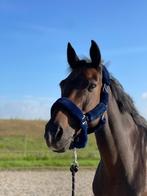 Paard 18 jarige merrie te koop, Dieren en Toebehoren, Paarden, Merrie, Gechipt, L, 11 jaar of ouder