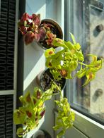 Twee Coleus planten in pot, Ophalen, Overige soorten, Halfschaduw, In pot