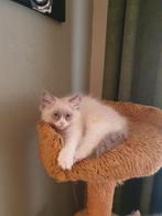 2 ragdoll katertjes, Dieren en Toebehoren, Katten en Kittens | Raskatten | Langhaar, Meerdere dieren, Ontwormd