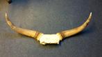 hoorns stier gewei geweien, Ophalen of Verzenden, Gebruikt, Overige soorten, Gewei of Kop