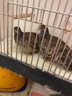 Bronsvleugelduiven, Meerdere dieren, Geringd