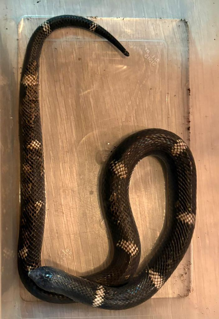 0.1 tricolor haakneus Visuele hypo e