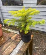 Nordmann voor de tuin in pot  gekweekt €19,95 pst, Minder dan 100 cm, Zomer, Volle zon, In pot