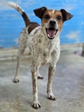 ACE: Maurice is een mooi hondje en niet groot! beschikbaar voor biedingen