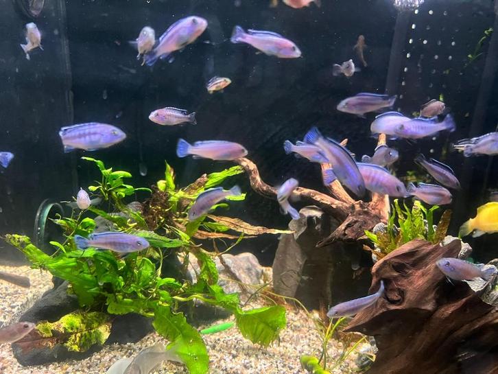 Pseudotropheus socolofi, Dieren en Toebehoren, Vissen | Aquariumvissen, Vis