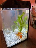 Aquarium / viskom incl. pomp excl. vissen, Dieren en Toebehoren, Vissen | Aquaria en Toebehoren, Ophalen, Zo goed als nieuw, Leeg aquarium