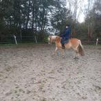 Gezocht  anatomische  singel, Ophalen