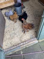 Haantje gratis, Dieren en Toebehoren, Pluimvee, Mannelijk, Kip