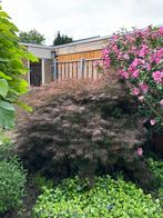 Japanse esdoorn - aces palmatum, Ophalen, Bloeit niet, Halfschaduw, Overige soorten