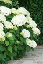 Hortensia (Hydrangea arborescens 'Annabelle'), Vaste plant, Halfschaduw, Zomer, Ophalen