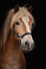 Haflinger merrie 2 jaar, Ophalen