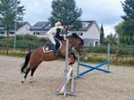 Fantastische knuffel en sportpony, Dieren en Toebehoren, Pony's, Merrie, B, Gechipt, Dressuurpony