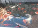 Koi te koop, Dieren en Toebehoren, Karper of Koi