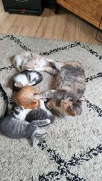 Mooie kittens, Dieren en Toebehoren, Katten en Kittens | Overige Katten, Meerdere dieren