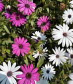 Spaanse margriet mix plantjes te koop, Ophalen, Zomer, Overige soorten, Volle zon