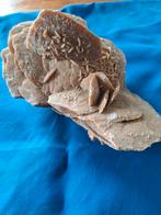 Woestijnroos,mooi gevormd., Ophalen of Verzenden