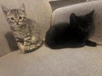 Britse korthaar kittens, Dieren en Toebehoren, Poes, Ingeënt