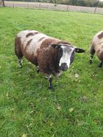 overjarige bonte  ram, Dieren en Toebehoren, Schapen, Geiten en Varkens, Mannelijk, Schaap, 0 tot 2 jaar